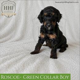 ROSCOE - Green Collar Boy - Black Phantom - Phantom male Poodle puppy in Charlo, Montana from Heavenly Hilltop Farm