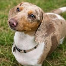 Mable - Dachshund