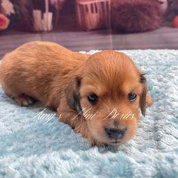 Carmine - Dapple male Dachshund puppy in Jena, Louisiana from Amy’s Mini Doxies