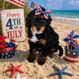 Freedom - Tri-color female Bernedoodle puppy in Daytona Beach, Florida from Beach Doodles