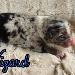Wizard - Blue merle male Australian Shepherd puppy in Albion, Michigan from Northern Lights Aussies (NL Aussies)