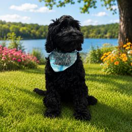 Girl 2 - Black female Australian Labradoodle puppy in Avon, Indiana from Forever Friends Labradoodles