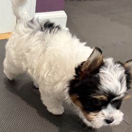 Biewer Terrier Puppies from Stone Mountain Dogs