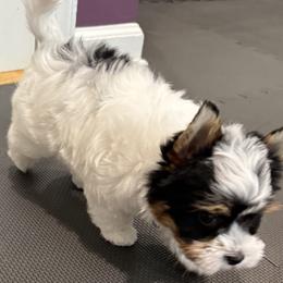 Biewer Terrier Puppies from Stone Mountain Dogs