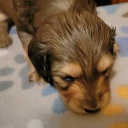 Dachshund Puppies from CLARK'S BREEDING PROGRAM