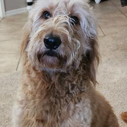 Goldendoodle Puppies from Not Just "Golden" Doodles