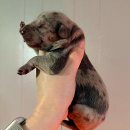 Dusty - Merle male Great Dane puppy in Jerusalem, Arkansas from Mara Danes