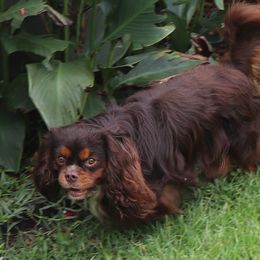 Snicker-D - Cavalier King Charles Spaniel