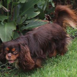 Snicker-D - Cavalier King Charles Spaniel