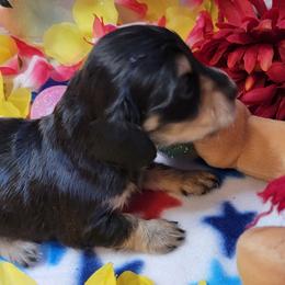 Nessie - Black and cream female Dachshund puppy in Terlton, Oklahoma from CLARK'S BREEDING PROGRAM