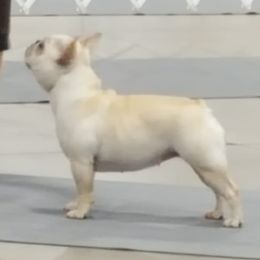 French Bulldogs and Lhasa Apsos from Rosewood Lhasas