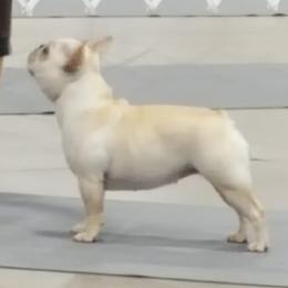 French Bulldogs and Lhasa Apsos from Rosewood Lhasas