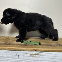 German Shepherd Puppies from Carbon Bold K9 Services