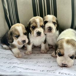 3rd Choice Baby Boy - Black tan and white male Beagle puppy in Monticello, Georgia from Beaglelove