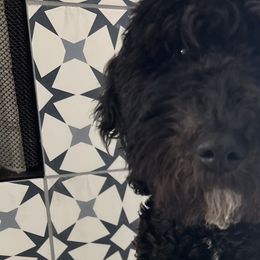 Goldendoodles from L & B Doodles