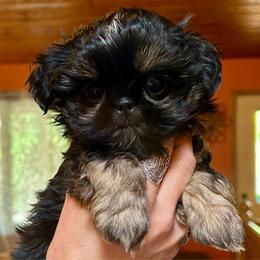 Waffles - Black and tan male Shih Tzu puppy in Nekoosa, Wisconsin from Brox Acres House of Fur LLC
