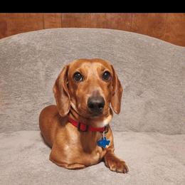 Henry - Red male Dachshund puppy in Edwards, Missouri from Weiner Warriors