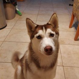 Ember - Siberian Husky