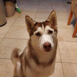 Ember - Siberian Husky