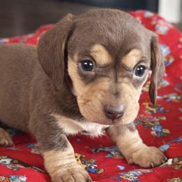 Wimsey - Chocolate and cream female Dachshund puppy in Salem, Oregon from Longdox Mini Dachshunds