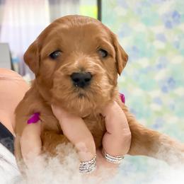 Janet - Red  female Goldendoodle puppy in Garden Grove, California from Sunkissed Doodles