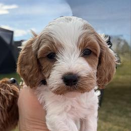 Milo - White male Cavapoo puppy in Pasco, Washington from Beth's Cavapoos