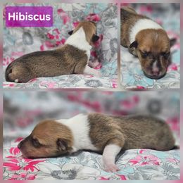 Hibiscus - Sable and white female Collie puppy in Eldorado, Kansas from Prairie Creek