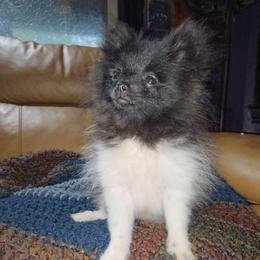 Hunnibunnies marshmellow - Black parti male Pomeranian puppy in Cleveland, Ohio from Hunnibunnies