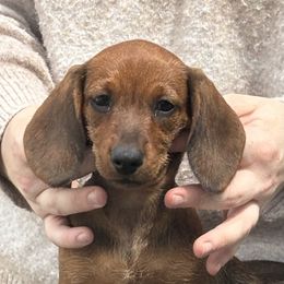 Dachshund Puppies from Passport Dachshunds
