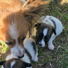 Poppy - White and red female Papillon puppy in Hollister, Missouri from Swan Creek Kennel