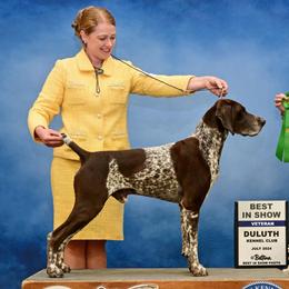 JJ - German Shorthaired Pointer