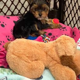 Yorkshire Terrier Puppies from Kruz Kennels