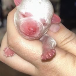 Girl 4 - Merle female Chihuahua puppy in New Castle, Delaware from Sasha’s Elite Kennel LLC