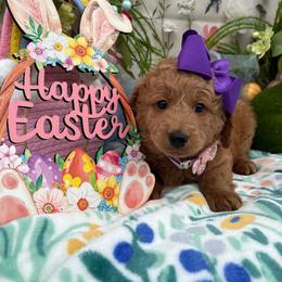 Taylor (Purple) - Cream female Goldendoodle puppy in Miami, Florida from Katy's Toy Poodles & Doodles