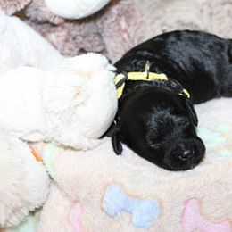 Cockapoo Puppies from JP Cockapoos LLC