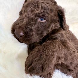 Pancake - Chocolate male Goldendoodle puppy in Osage City, Kansas from Golden Ridge Goldens