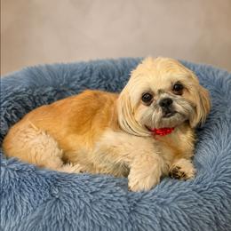 Ruby - Gold female Shih Tzu puppy in Mesa, Arizona from House of Zen Shihtzus