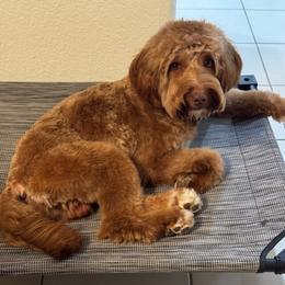 Rocket “Maverick” - Goldendoodle