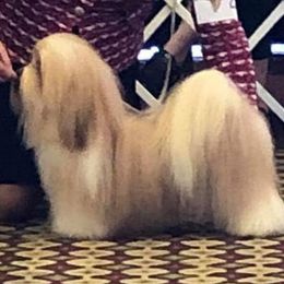 Havanese Puppies from SunWyst Havanese