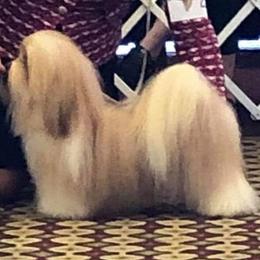 Havanese Puppies from SunWyst Havanese
