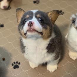 Ira - Bluie Tri - Black and tan male American Corgi puppy in Anderson, California from Flying K Corgis