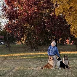 Collie Puppies from Brown Acres Collies