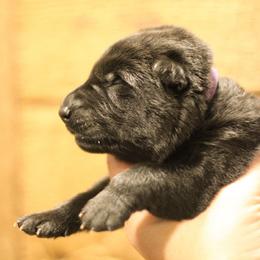Monica (Purple Collar) - Black female German Shepherd puppy in Mason, Michigan from Sweet Breeze Acres