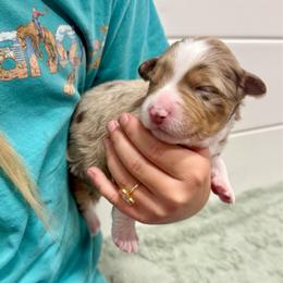 Yeti - Brown merle male Aussiedoodle puppy in Heber City, Utah from Junipersdoodles