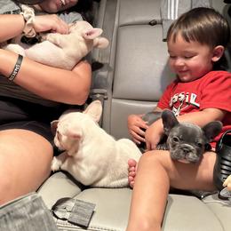 French Bulldog Puppies from Jasmine McMurtry
