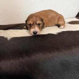 Girl 1 - Cream female Dachshund puppy in Kersey, Colorado from Ranchin Doxies