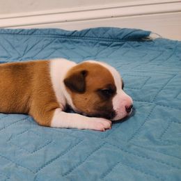 American Staffordshire Terrier Puppies from MDYC Amstaffs