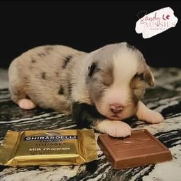 Ghirardelli - Red merle male Australian Shepherd puppy in Fultonville, New York from Sandy Aussies & Pomeranians