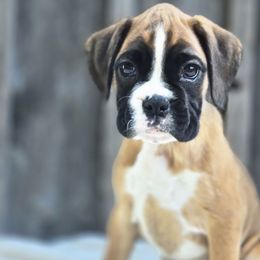 Zora - Fawn female Boxer puppy in Preston, Maryland from Katie's Pups