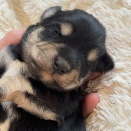 Bandit - Black and silver male Miniature Schnauzer puppy in Auburn, Georgia from Very Special Mini Schnauzers